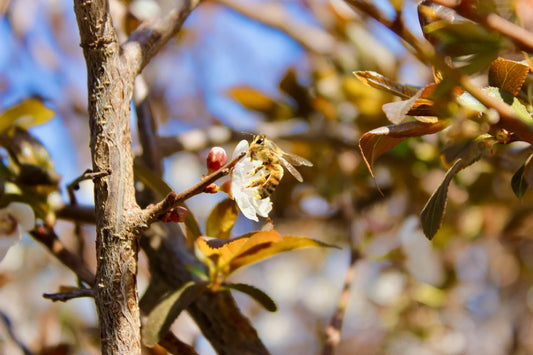 The best plants for attracting pollinating insects