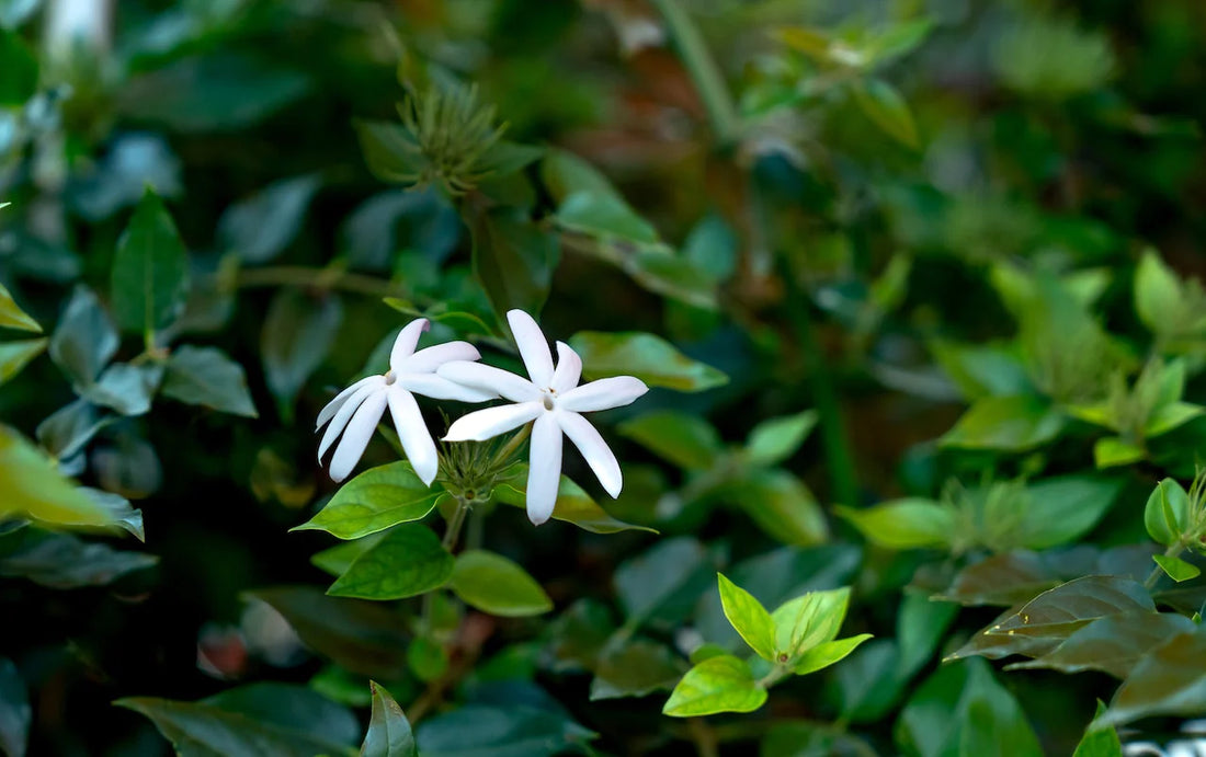 The 5 best indoor plants for purifying the air: a healthy and pleasant atmosphere in your home