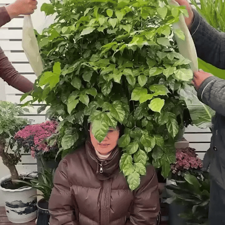 C45 PRO | The Instant Freeze-Guard Plant Cover